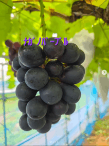 神山果樹園 直売所 - 農園Web